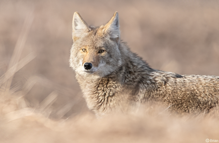 Coyote in Your Neighborhood? What to Do When You Spot One in New York?