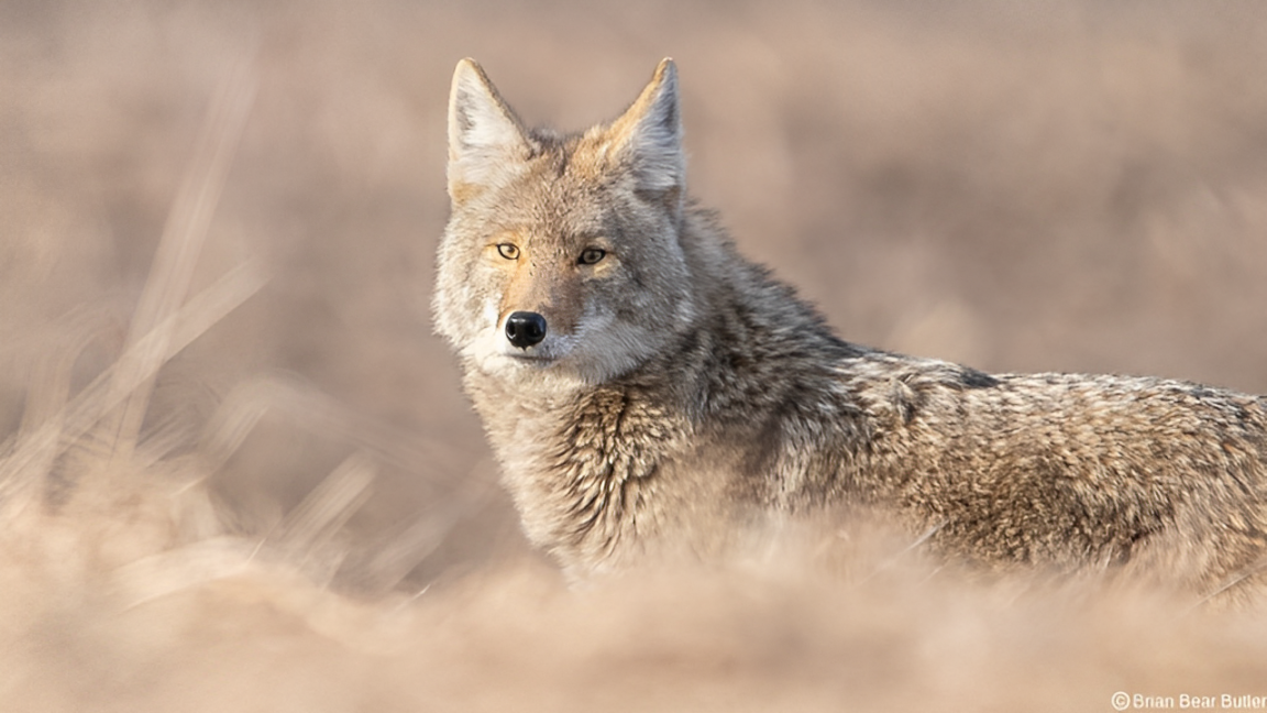 Coyote in Your Neighborhood? What to Do When You Spot One in New York?