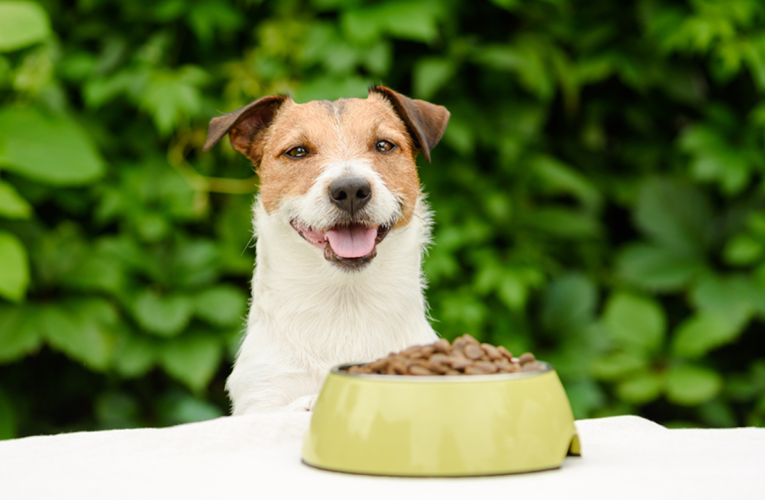 Warning to Dog Owners: Dog Food Recall Affects 7 States – Check Now!