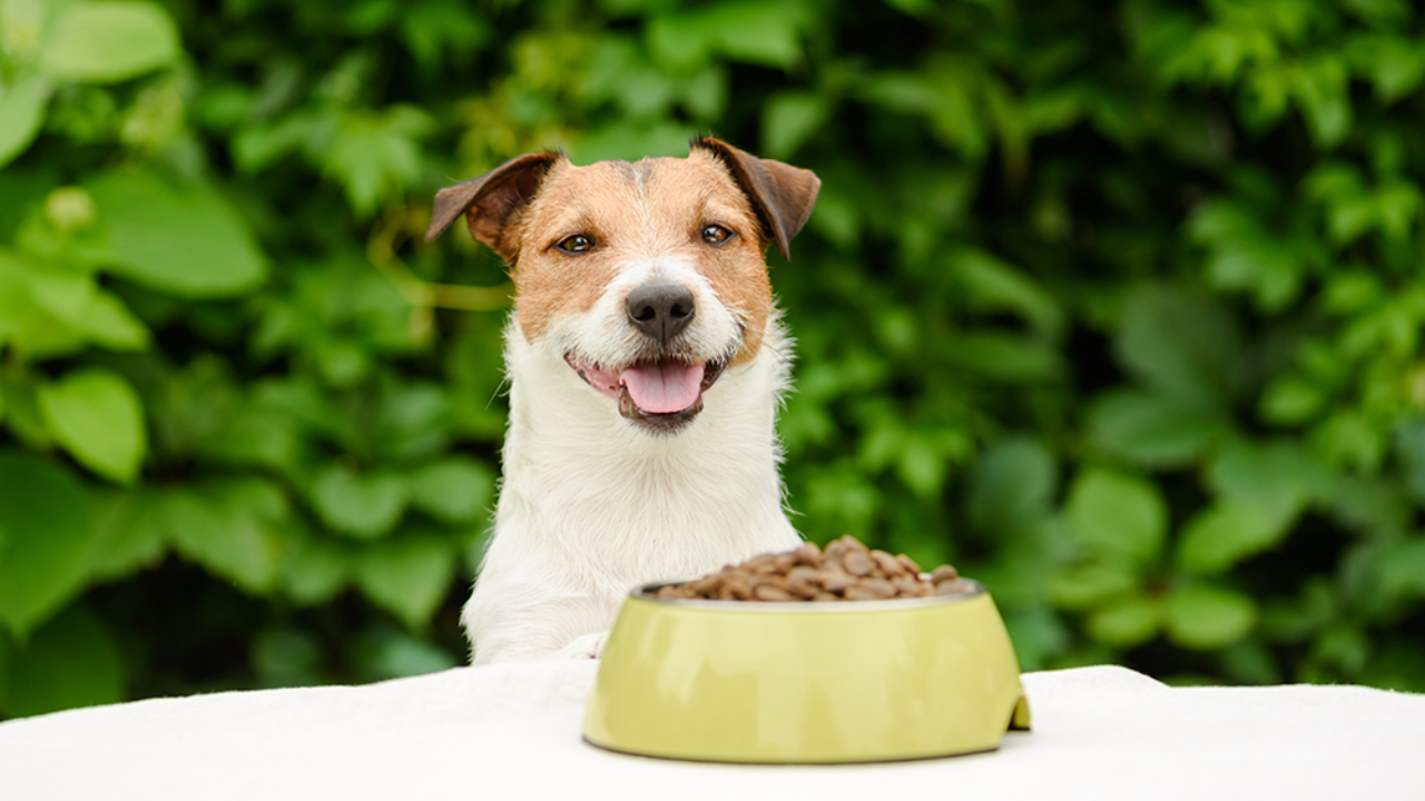 Warning to Dog Owners: Dog Food Recall Affects 7 States – Check Now!