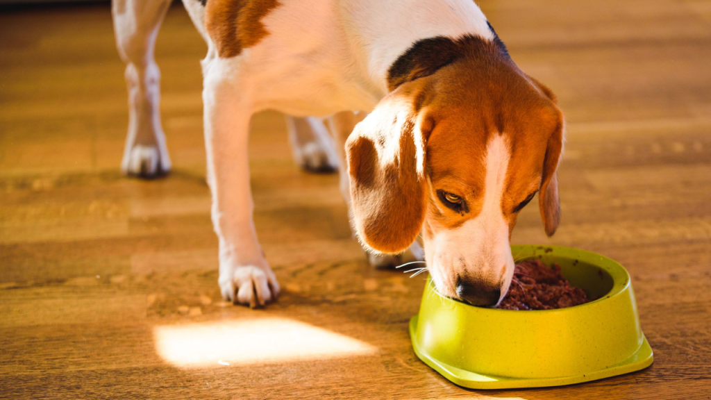 Warning to Dog Owners: Dog Food Recall Affects 7 States – Check Now!