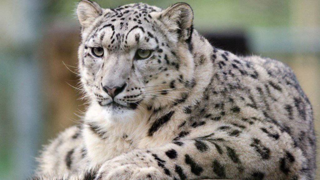 New York State Bans 15 Exotic Animals From Being Sold for Meat!