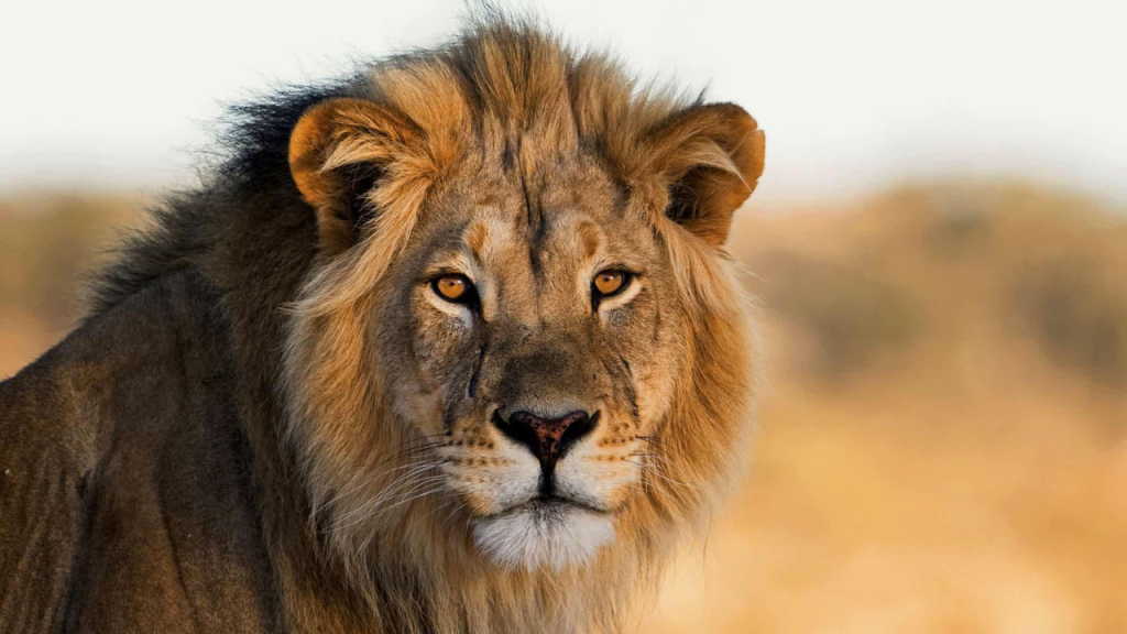 New York State Bans 15 Exotic Animals From Being Sold for Meat!