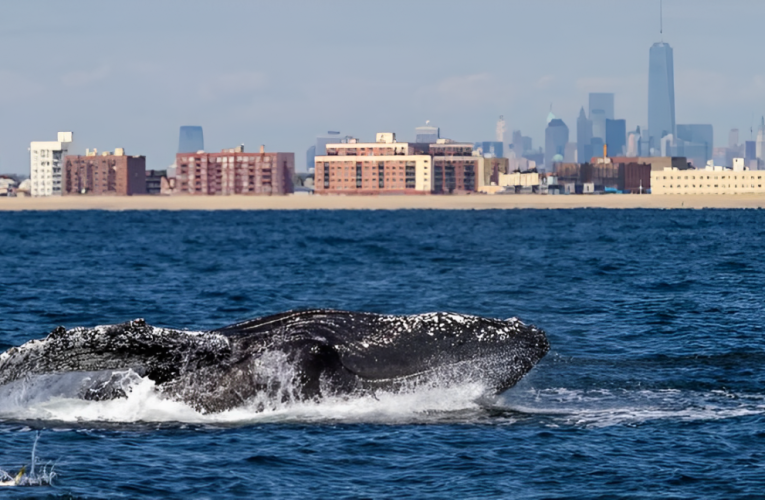 Shocking Moment: Whale Spotted Swimming in the East River of New York City!