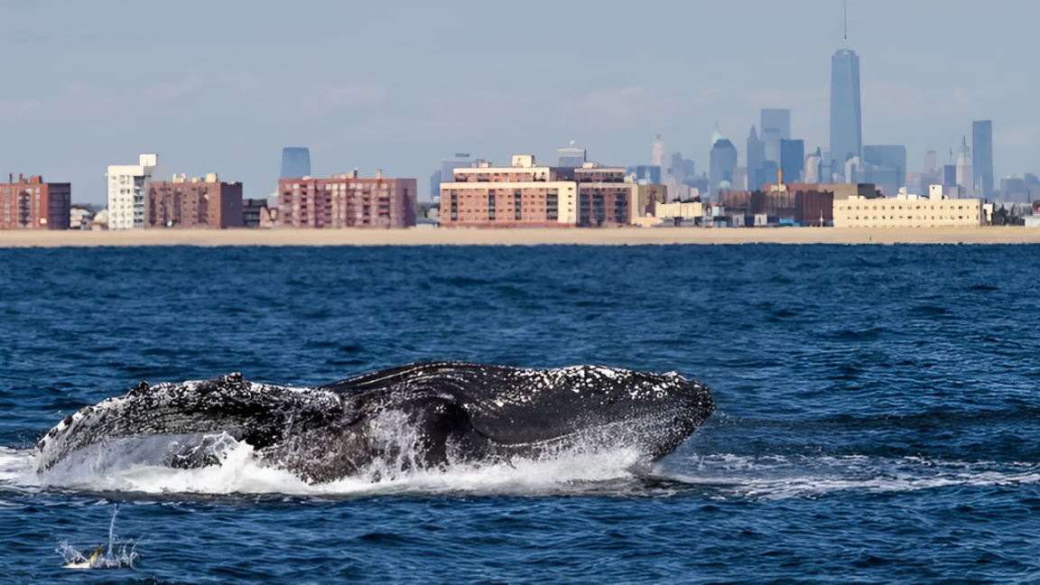 Shocking Moment: Whale Spotted Swimming in the East River of New York City!