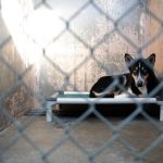 Breaking Down Maryland’s Dog Tethering Laws and the Fines You Could Face