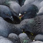 Colorado’s Pigeon Feeder Law A Smart Solution for Reducing Waste and Improving City Health