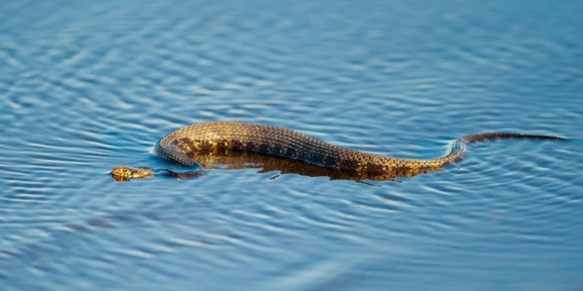 Delaware Lakes With the Most Snakes That You Need to Watch Out For