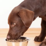 Florida Just Introduced a Pet Feeder Law Every Owner Needs to Know