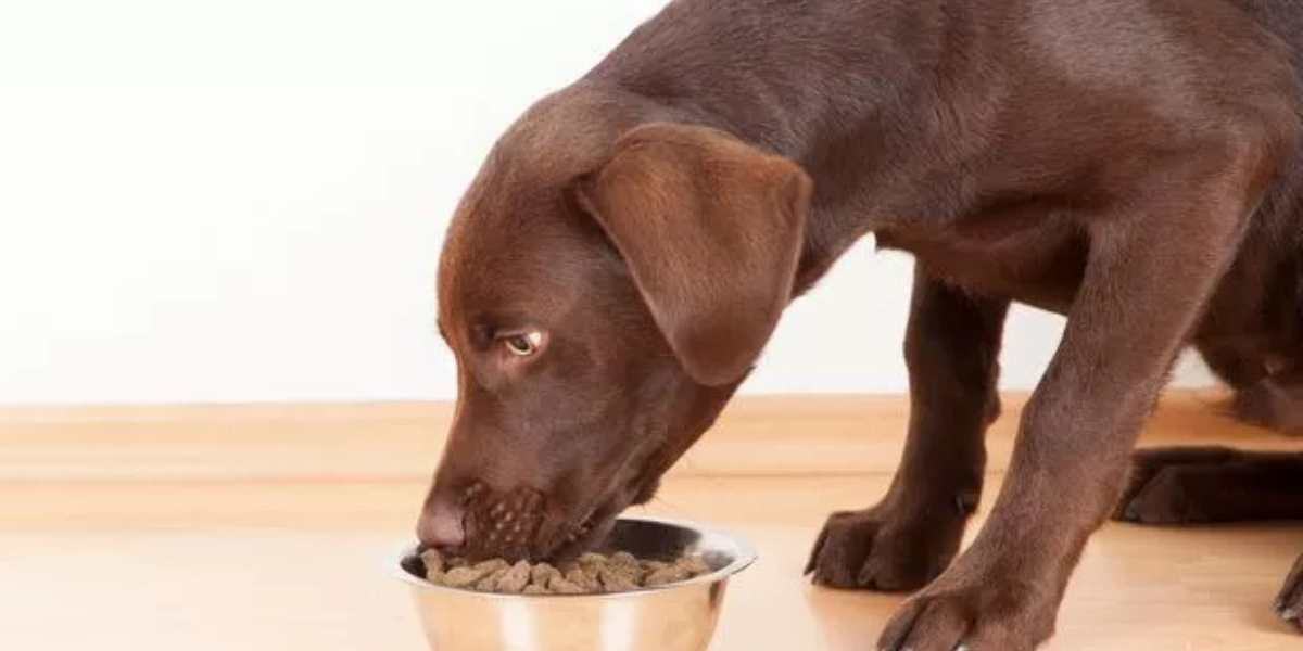 Florida Just Introduced a Pet Feeder Law Every Owner Needs to Know