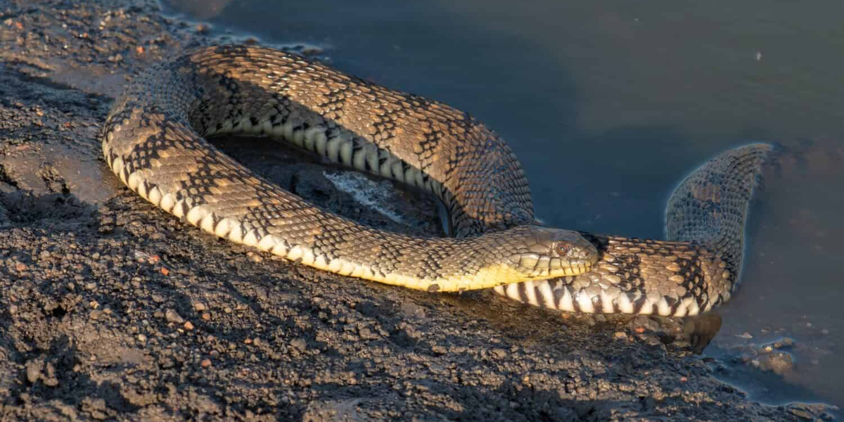 Kansas Lakes Are Home to These Seriously Snake-Infested Waters