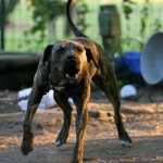 Legal Issues with Dog Tethering in Georgia Laws and Penalties You Should Know