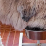 Minnesota Just Passed a New Pet Feeder Law and It’s Raising Questions