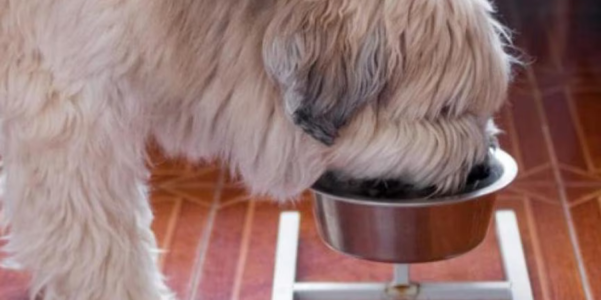 Minnesota Just Passed a New Pet Feeder Law and It’s Raising Questions