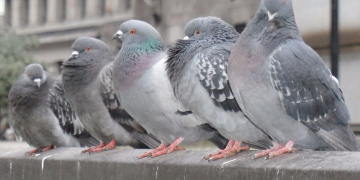 New Jersey’s Pigeon Feeder Law A New Era for Urban Environmental Initiatives