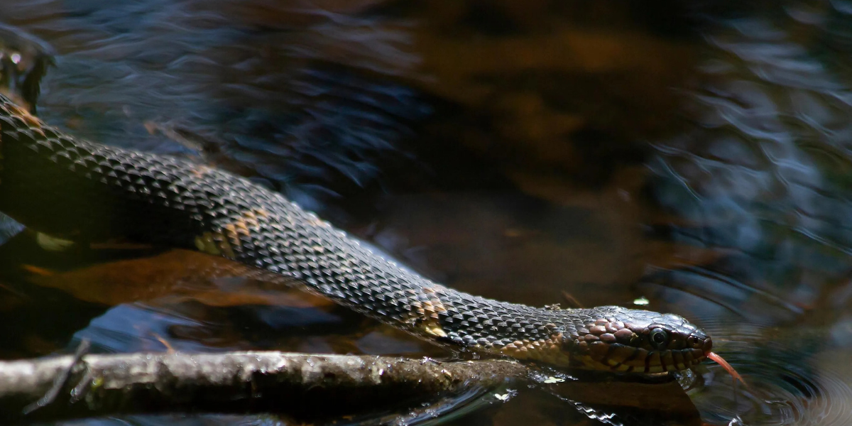 New Jersey’s Snake-Infested Lakes Will Leave You Speechless