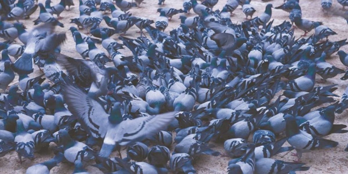 New York’s Pigeon Feeder Law A Look at Its Transformative Effects on Local Communities