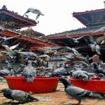 South Carolina’s New Pigeon Feeder Law What You Need to Know About Its Public Health Benefits (1)