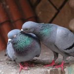 The Pigeon Feeder Law Iowa’s Groundbreaking Solution for Urban Sustainability