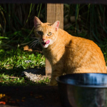 Utah Pet Owners Could Face Fines Under the New Pet Feeder Rule