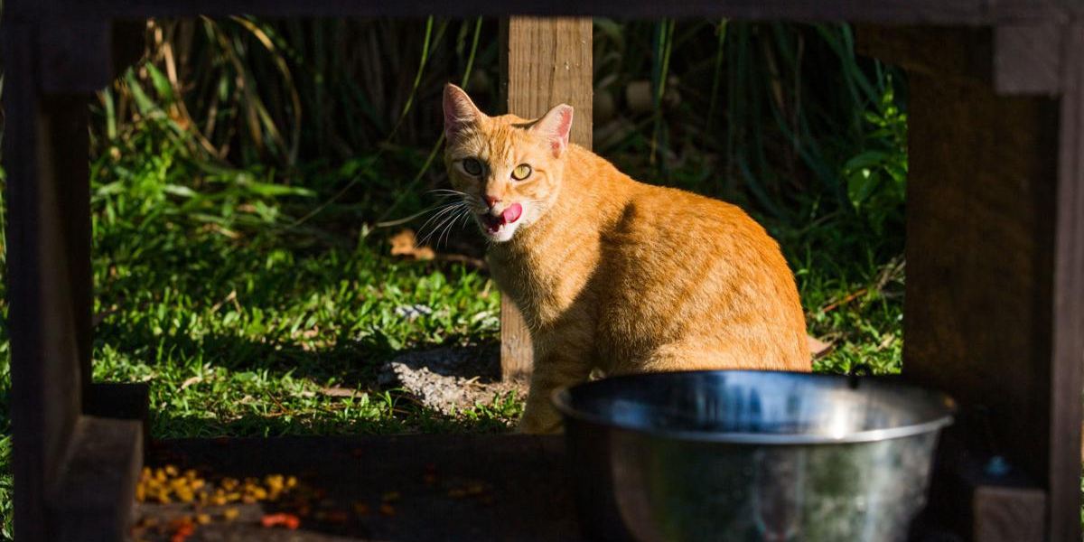 Utah Pet Owners Could Face Fines Under the New Pet Feeder Rule