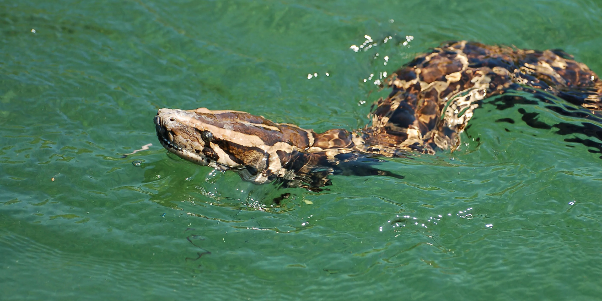 Vermont’s Most Snake-Infested Lakes That Are Best to Skip This Summer