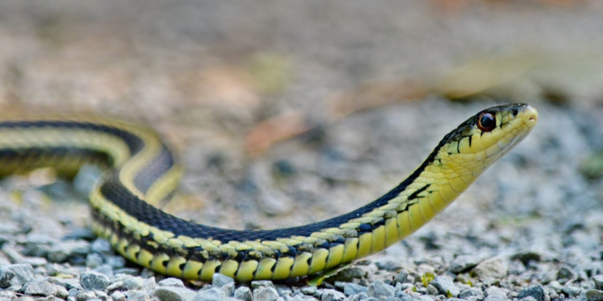 Virginia Locals Are Reporting More Snakes in These Risky Areas