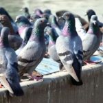 Wisconsin’s Pigeon Feeder Law A Smart Solution for Waste Management and Public Health